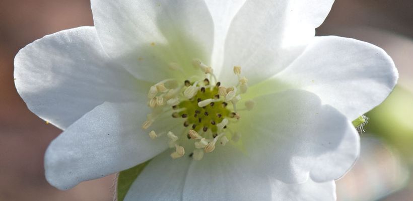Hepatica nobilis var. pyrenaica ‘Alba’