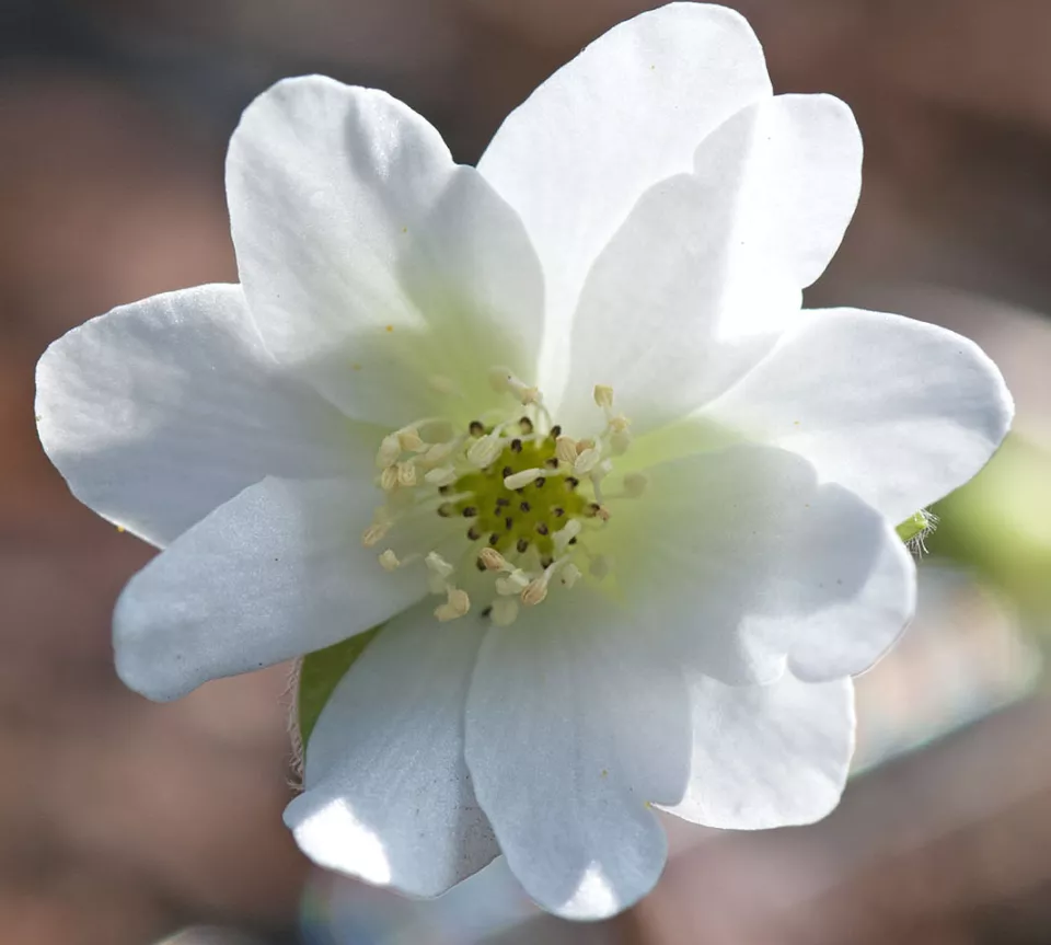 Afbeelding Hepatica nobilis var. pyrenaica ‘Alba’