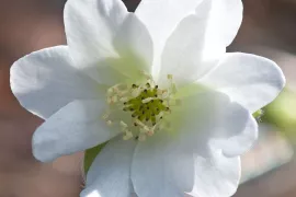 Hepatica nobilis var. pyrenaica ‘Alba’