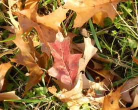 Gazon en tuin in de herfst (video)