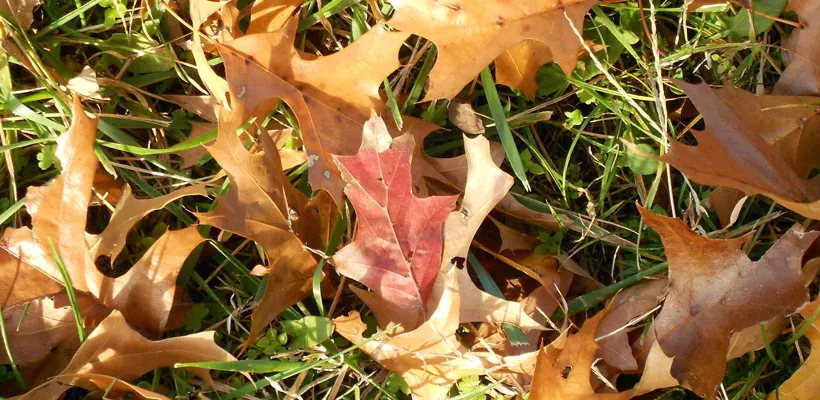Gazon en tuin in de herfst (video)
