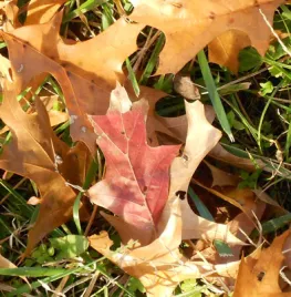 Gazon en tuin in de herfst (video)