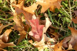 Gazon en tuin in de herfst (video)