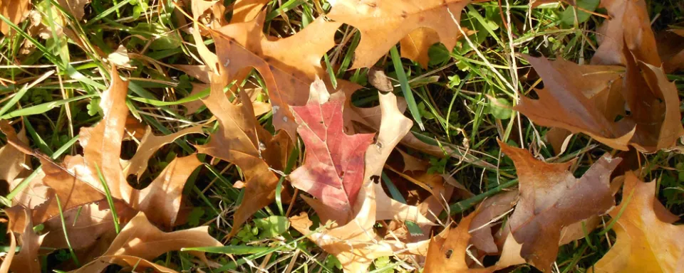 Afbeelding Gazon en tuin in de herfst (video)
