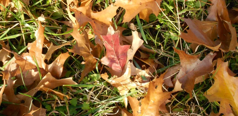 Wat doe je met al dat blad? (video)