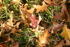 Wat doe je met al dat blad? (video)