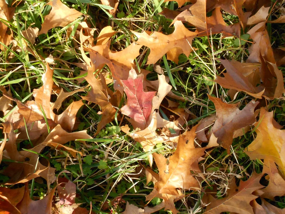 Afbeelding Wat doe je met al dat blad? (video)