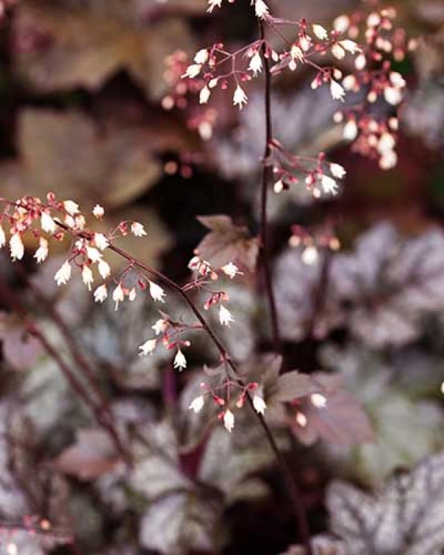 De 8 beste bladplanten voor een sfeervolle (schaduw)tuin