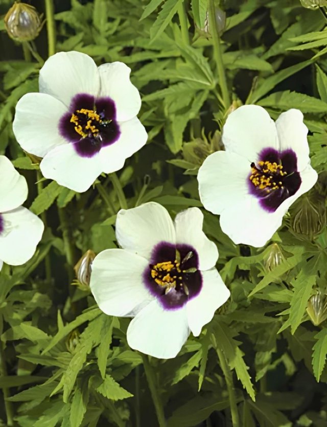 Hennepbladstokroos: de eenjarige hibiscus die maandenlang bloeit