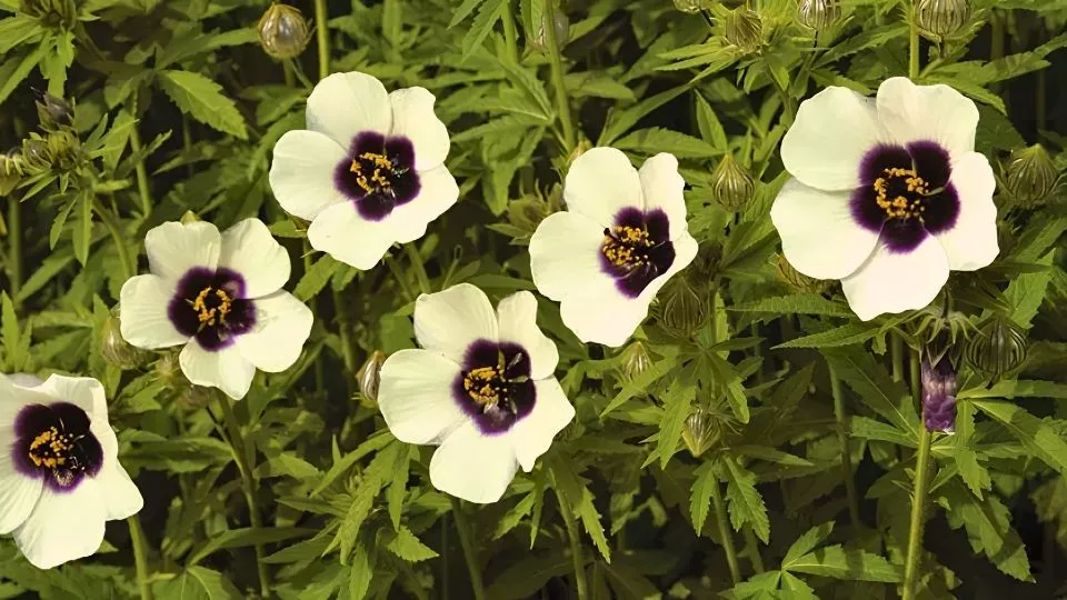 Afbeelding Hennepbladstokroos: de eenjarige hibiscus die maandenlang bloeit