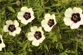 Hennepbladstokroos: de eenjarige hibiscus die maandenlang bloeit