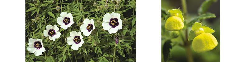 Zaad bestellen van o.a. Mina lobata en Hibiscus cannabinus