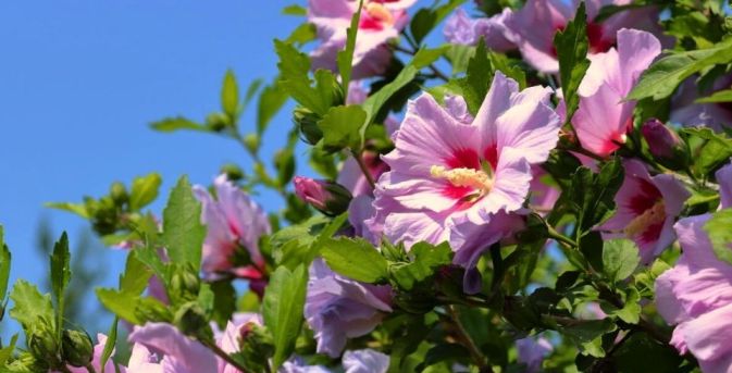 Hibiscus snoeien: volop bloei als de rest van de tuin is uitgebloeid