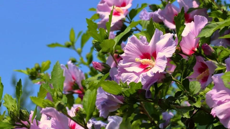 Afbeelding Hibiscus snoeien: volop bloei als de rest van de tuin is uitgebloeid