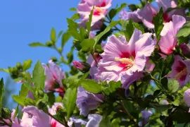 Hibiscus snoeien: volop bloei als de rest van de tuin is uitgebloeid