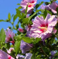 Hibiscus snoeien: volop bloei als de rest van de tuin is uitgebloeid