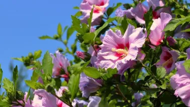 Hibiscus snoeien: volop bloei als de rest van de tuin is uitgebloeid