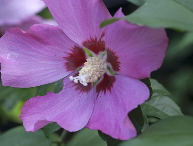 10 rijkbloeiende struiken die je tuin structuur geven