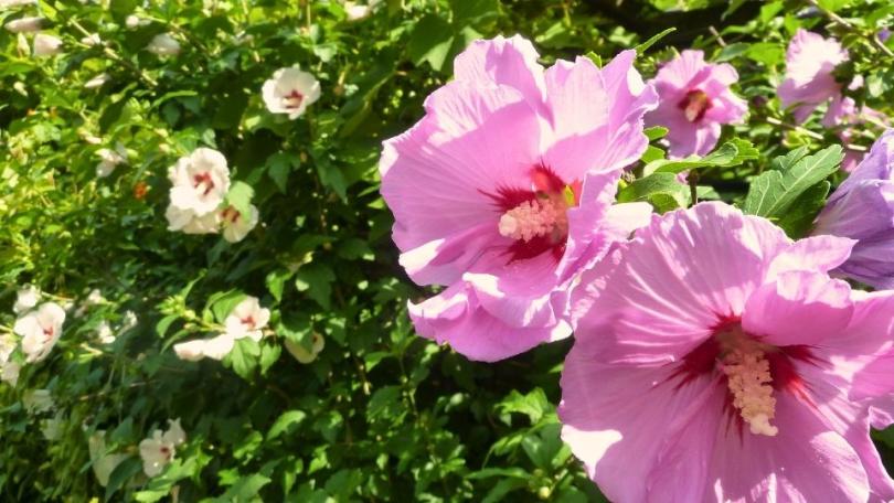 Hibiscus snoeien: volop bloei als de rest van de tuin is uitgebloeid