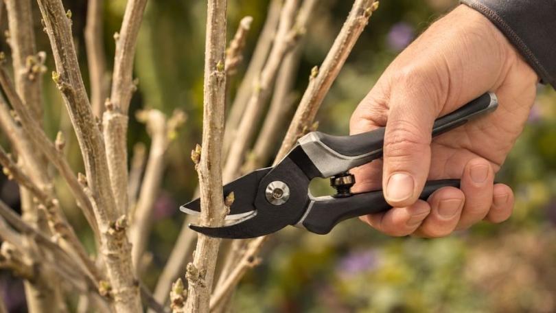 Hibiscus snoeien: volop bloei als de rest van de tuin is uitgebloeid