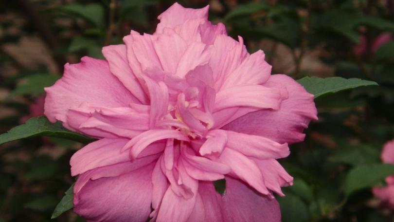 Hibiscus snoeien: volop bloei als de rest van de tuin is uitgebloeid