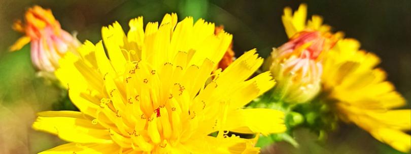 Zelf inheemse havikskruiden zaaien