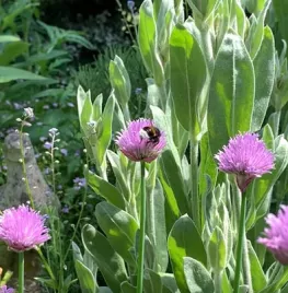Volg de bijenboog: hele jaar voedsel voor bijen en vlinders