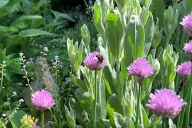 Volg de bijenboog: hele jaar voedsel voor bijen en vlinders