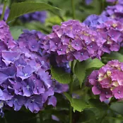 Hé, de hortensia wordt kaal