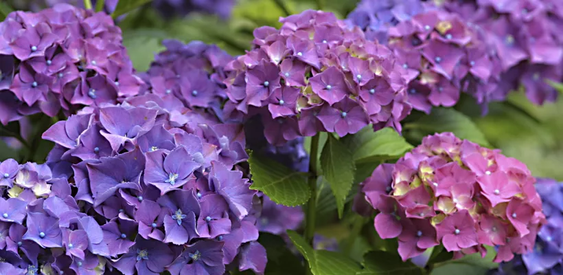 Hé, de hortensia wordt kaal