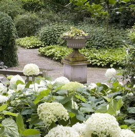 Hortensia snoeien: wanneer en hoe doe je dit?