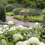 Hortensia snoeien: wanneer en hoe doe je dit?