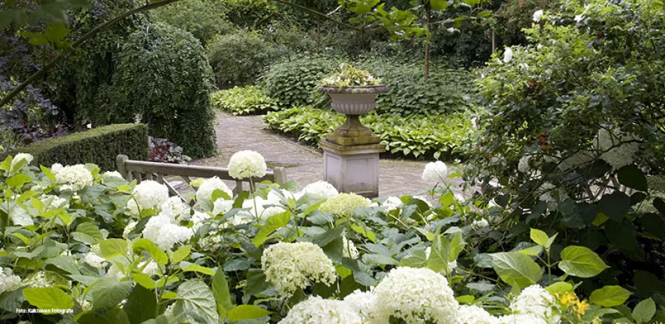 Afbeelding Hortensia snoeien: wanneer en hoe doe je dit?
