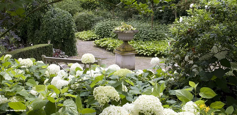 Hortensia snoeien: wanneer en hoe doe je dit?