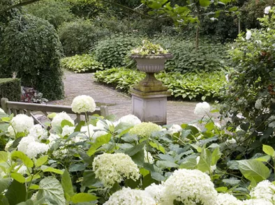 Hortensia snoeien: wanneer en hoe doe je dit?