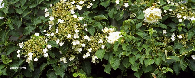 Hortensia snoeien: wanneer en hoe doe je dit?