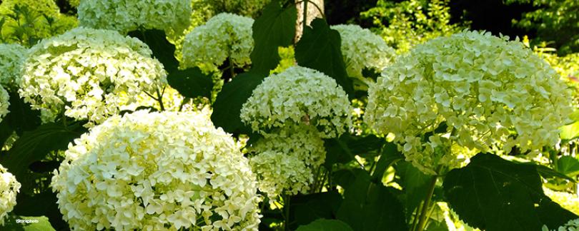 Hortensia snoeien: wanneer en hoe doe je dit?