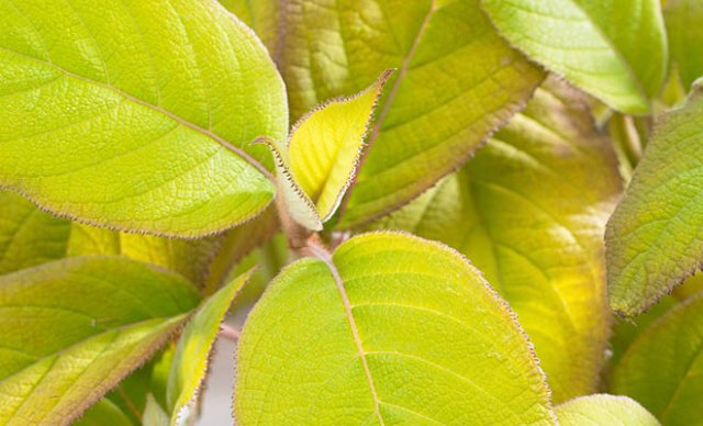 10 heerlijke hortensia’s