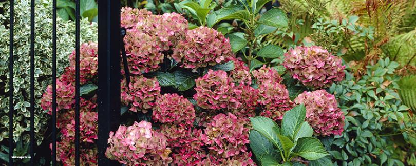 Hortensia snoeien: wanneer en hoe doe je dit?