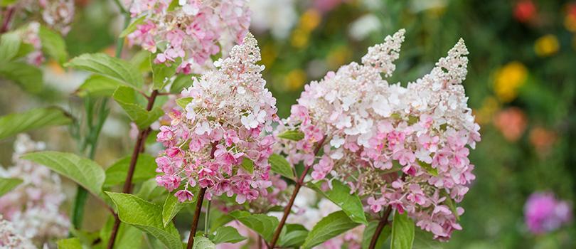 10 rijkbloeiende struiken die je tuin structuur geven