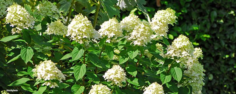 Hortensia snoeien: wanneer en hoe doe je dit?