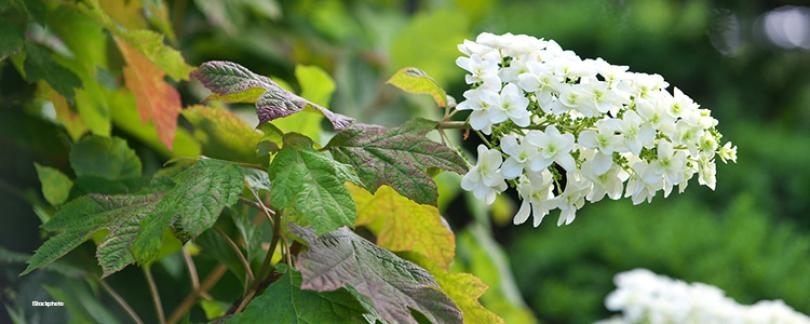 Hortensia snoeien: wanneer en hoe doe je dit?