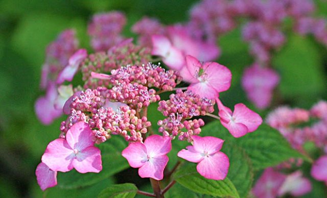 10 heerlijke hortensia’s
