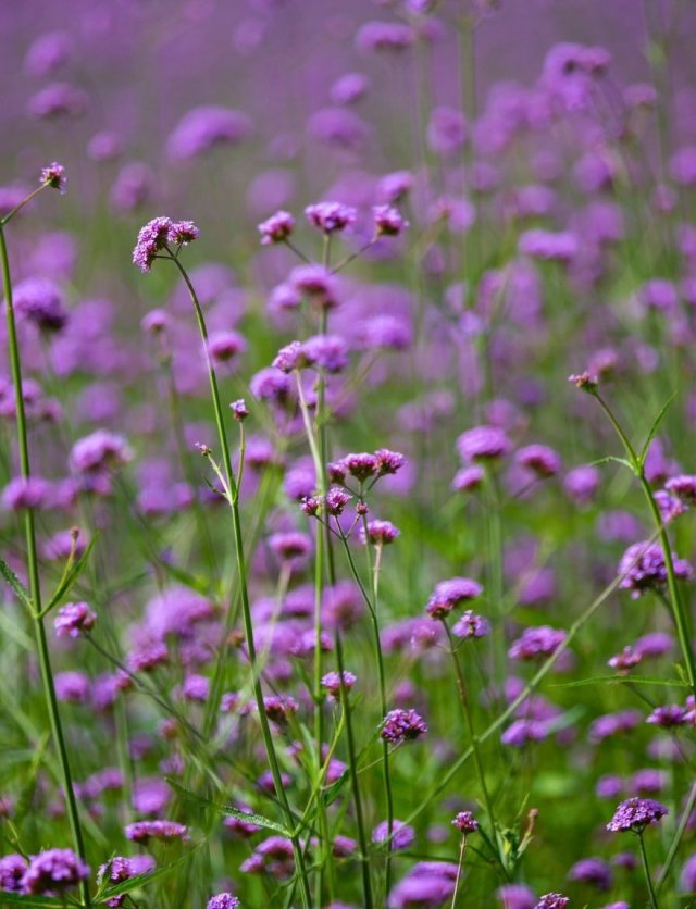 Eenjarigen voor een lange pluk: verbena, scabiosa en meer om zelf te zaaien