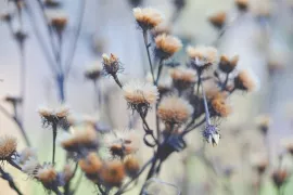 De mooiste planten met een wintersilhouet (en goed voor de biodiversiteit)