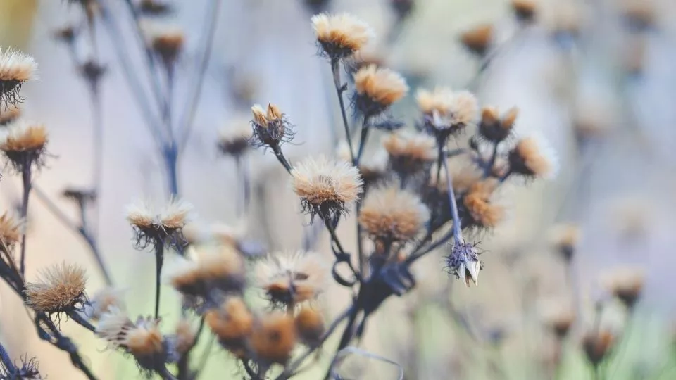 Afbeelding De mooiste planten met een wintersilhouet (en goed voor de biodiversiteit)