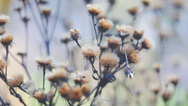 De mooiste planten met een wintersilhouet (en goed voor de biodiversiteit)