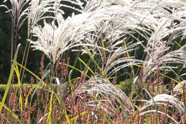 Siergrassen in de tuin