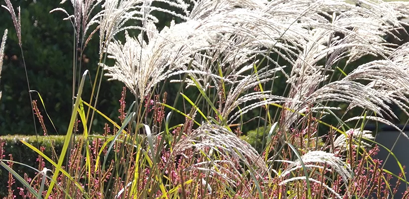 Siergrassen in de tuin