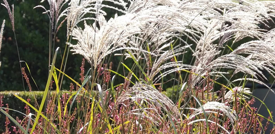 Afbeelding Siergrassen in de tuin